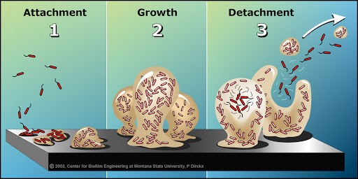 Etapas de formação do biofilme