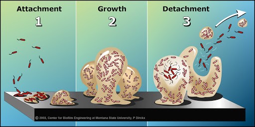 Biofilm Formation Steps