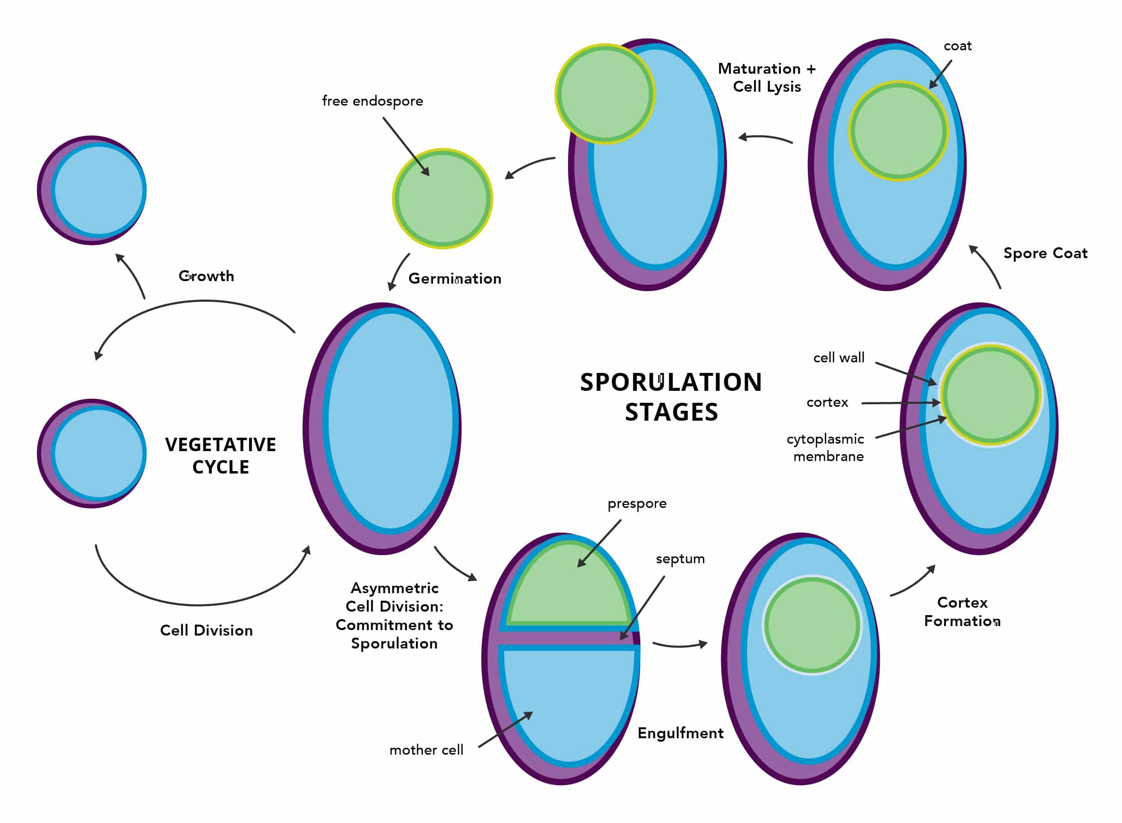 purpose of endospores