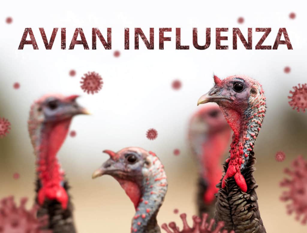 Avian Flu A Serious Threat to the Philippines' Poultry Business