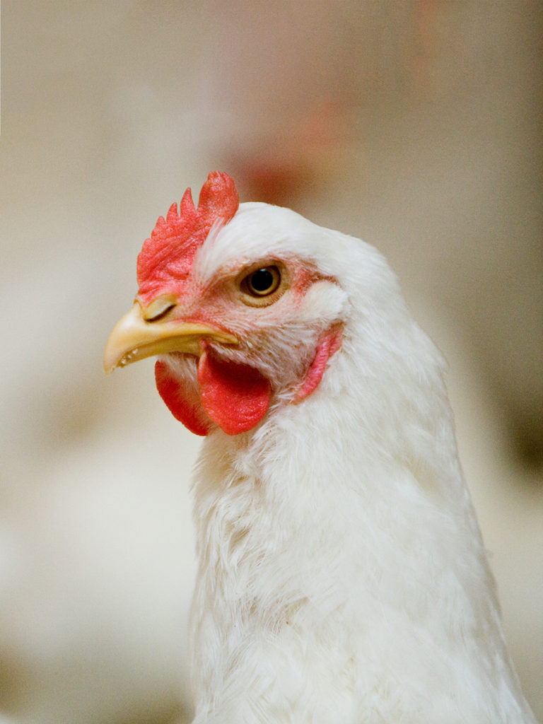 Laryngotracheitis (LT) can be devastating to poultry flocks.