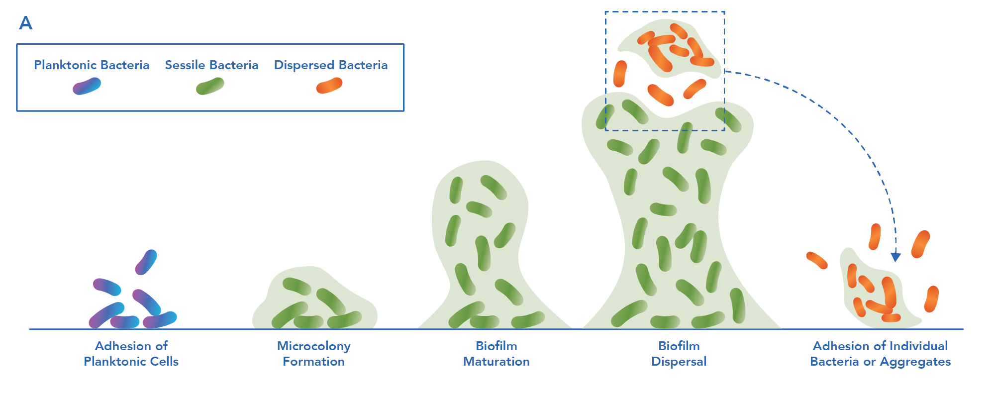 The biofilm life cycle