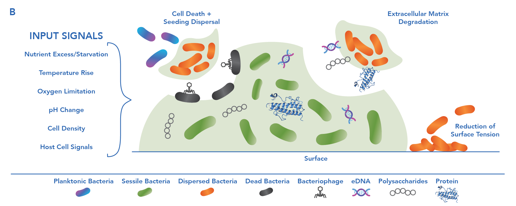 Biofilm dispersal mechanisms