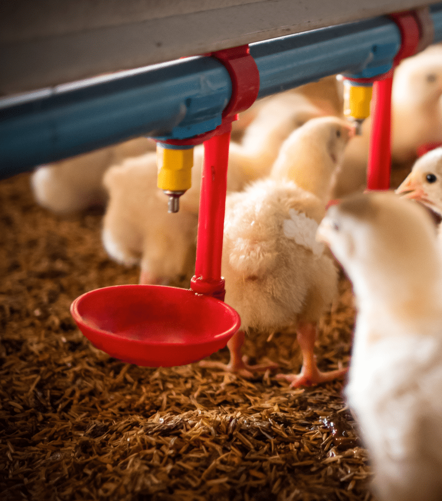 chicks drinking from waterline - disinfect poultry waterlines to remove biofilm between flocks