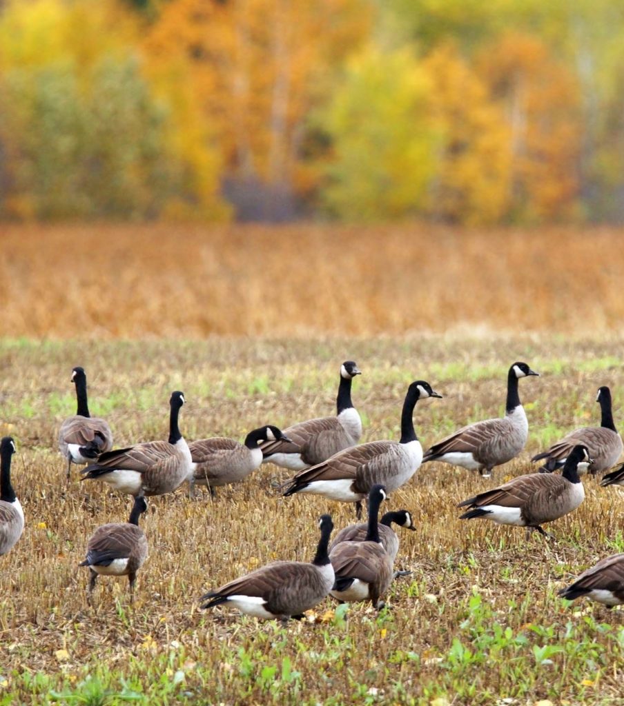 migratory geese sitting in a field - migratory birds can spread avian influenza to poultry