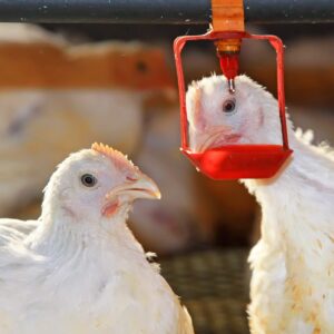 closeup of chickens drinking from waterline