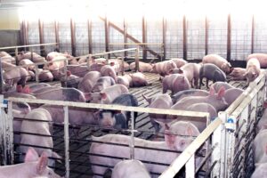 pigs in a barn