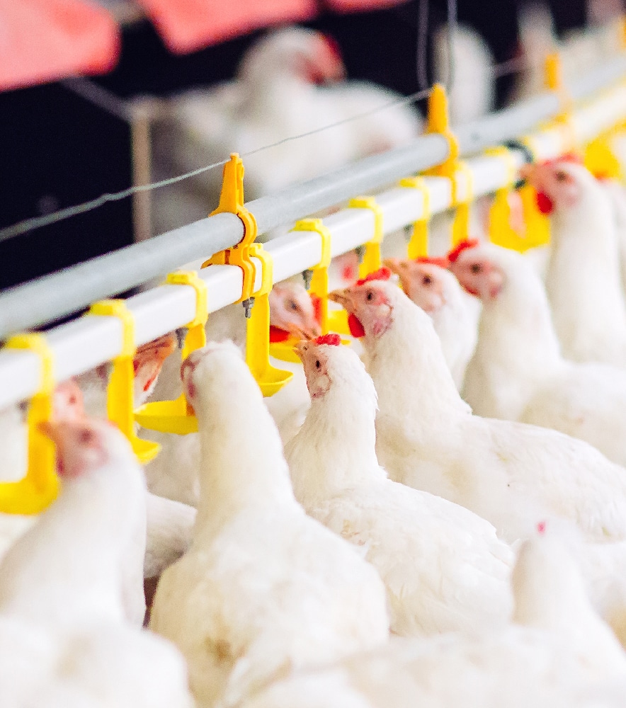 Broilers drinking from waterlines
