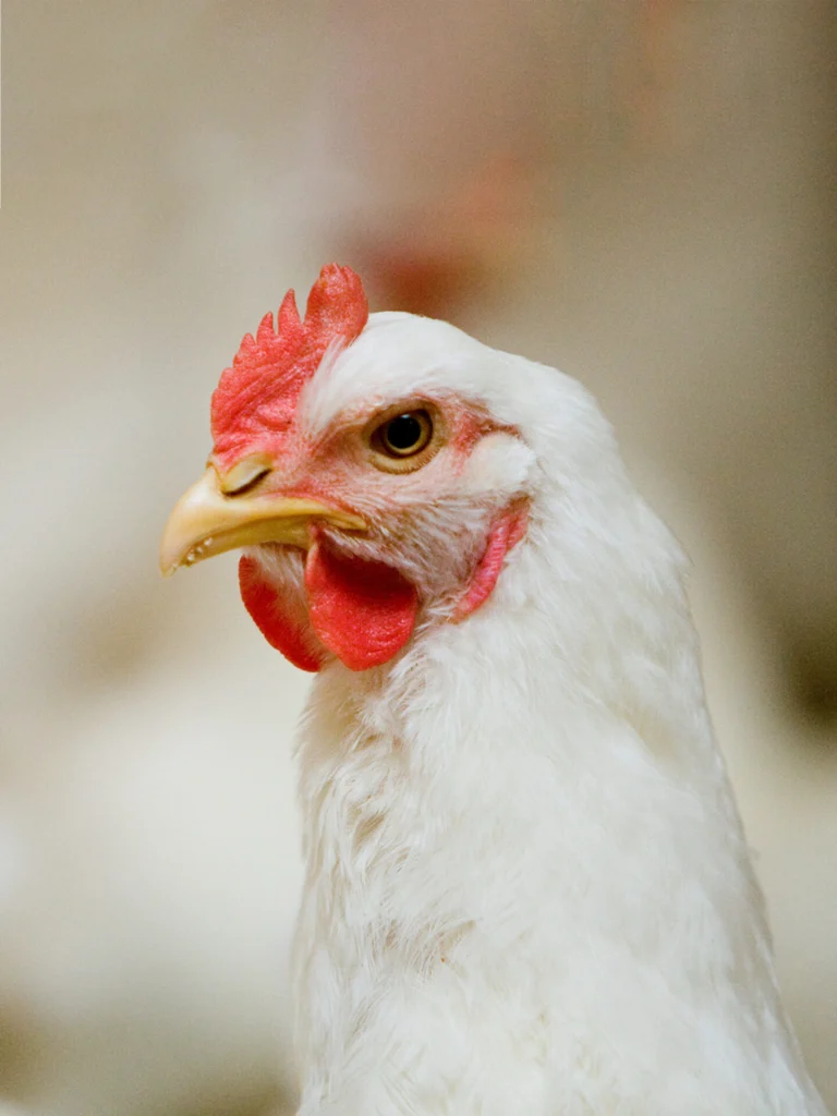 Laryngotracheitis (LT) can be devastating to poultry flocks.
