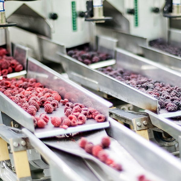 food on conveyor in facility