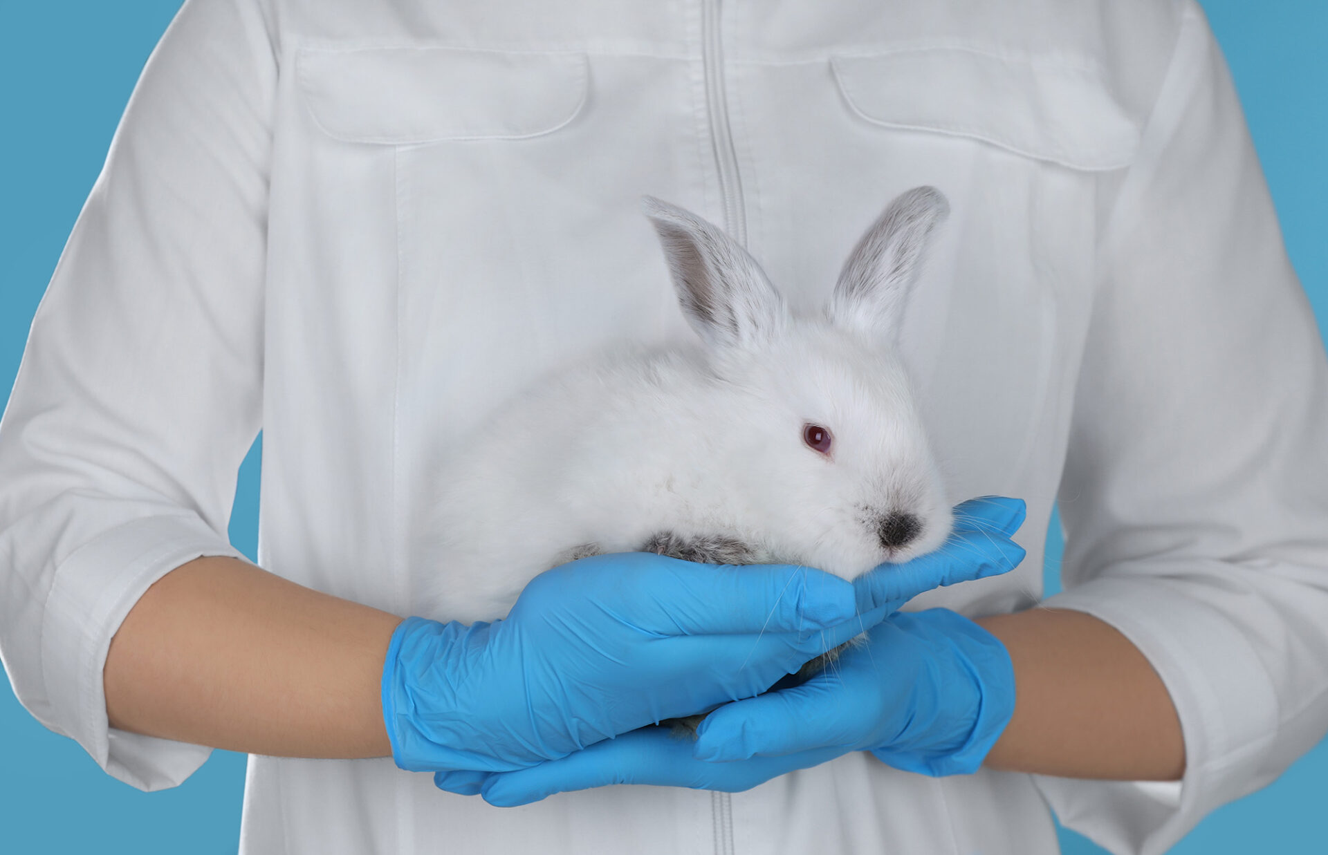 scientist with gloves holding rabbit