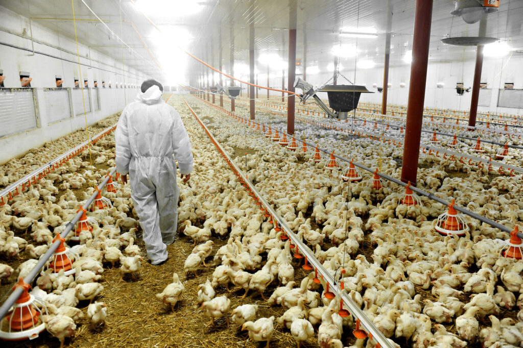 man wearing sanitized equipment walking through chicken house with waterlines