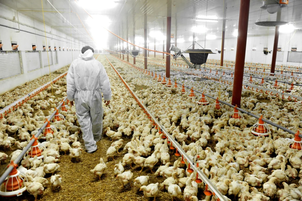 man wearing sanitized equipment walking through chicken house with waterlines