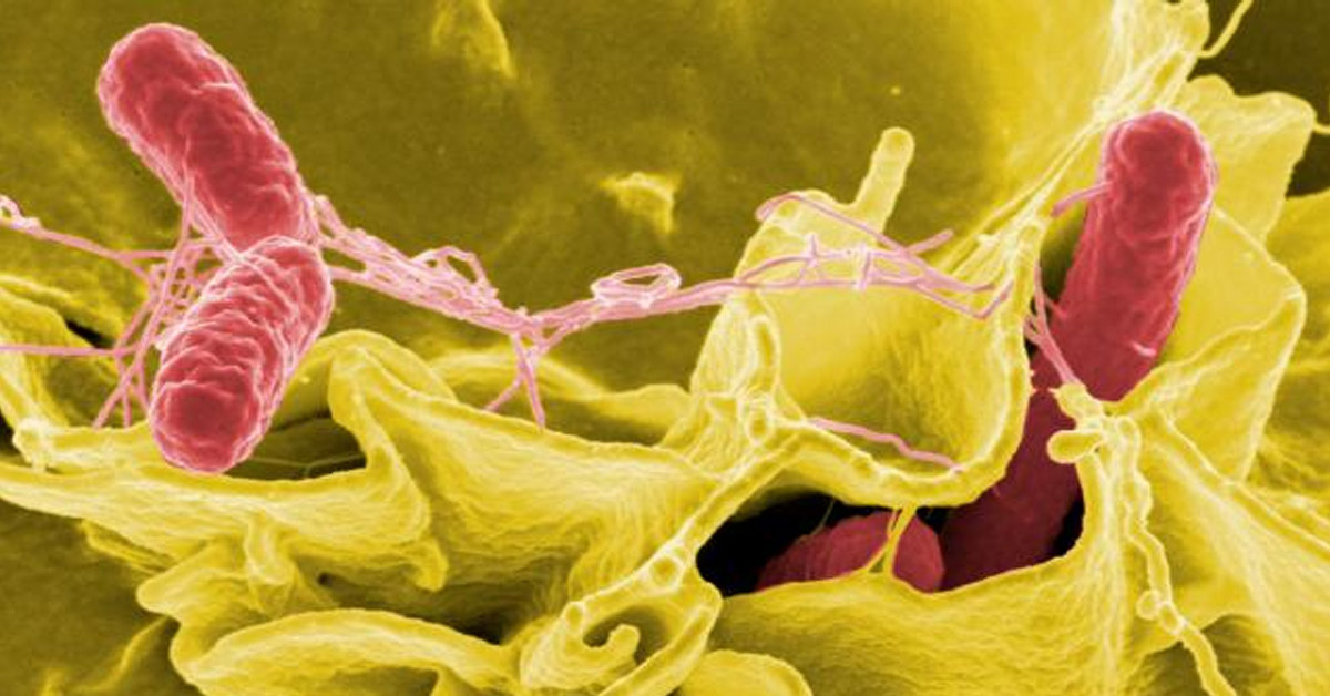 microscopic view of salmonella