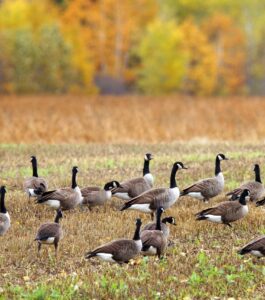migratory geese sitting in a field - migratory birds can spread avian influenza to poultry