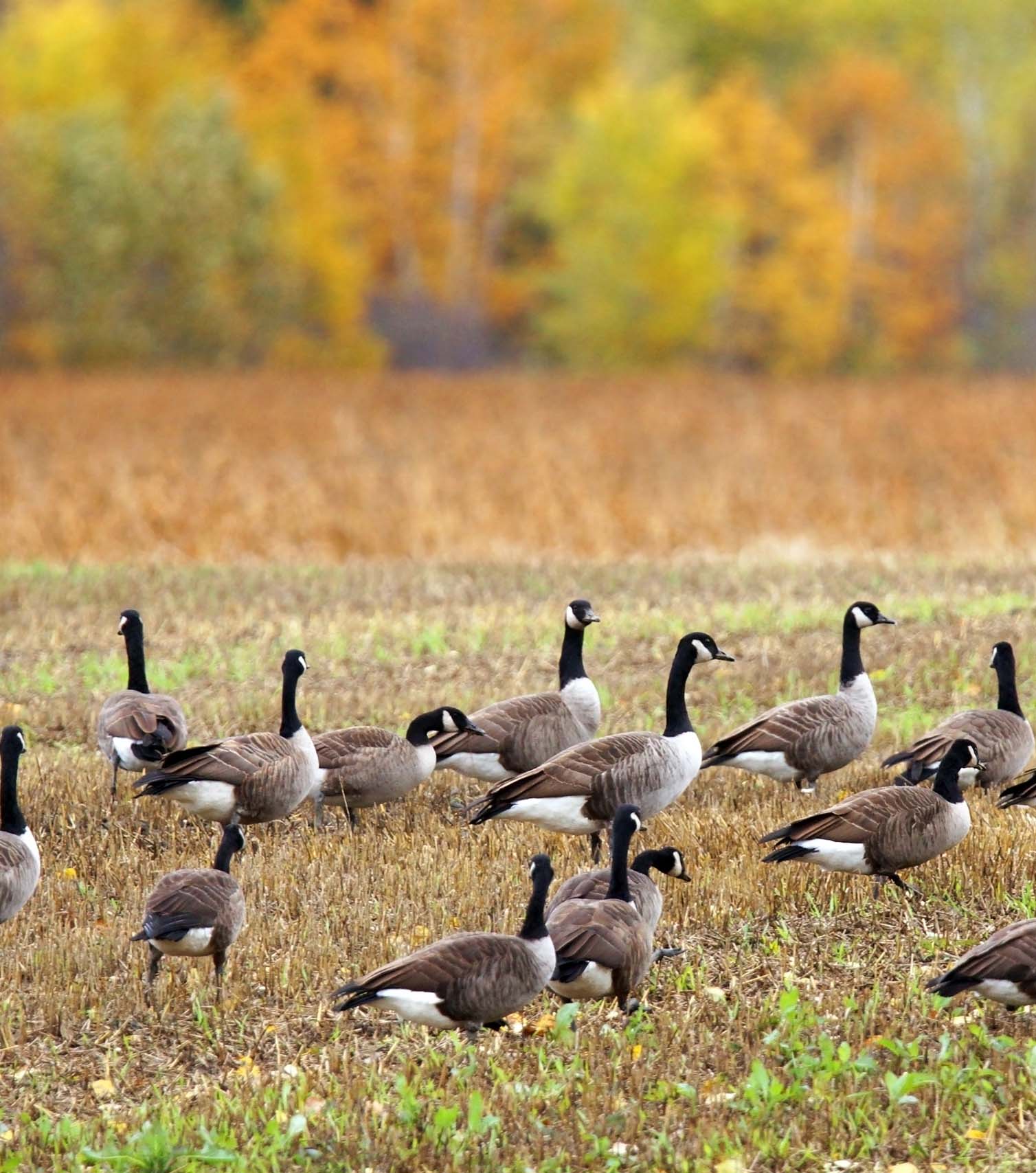 migratory geese sitting in a field - migratory birds can spread avian influenza to poultry