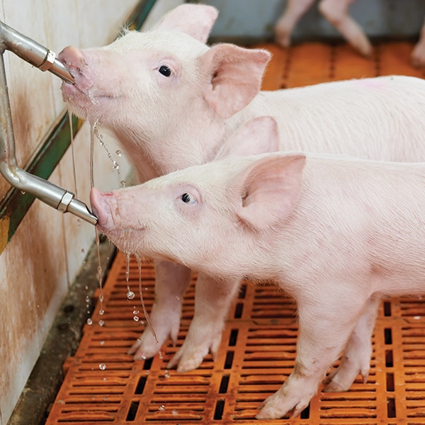 pigs drinking from waterline