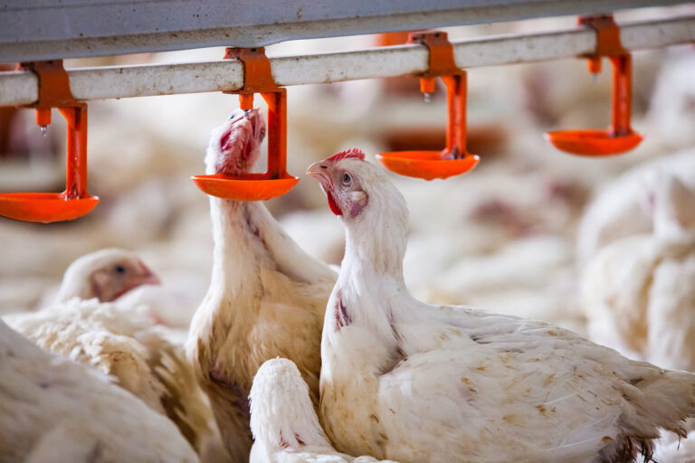 chickens drinking from waterline