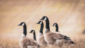 Migratory geese sitting in a field. Migratory birds can spread HPAI.